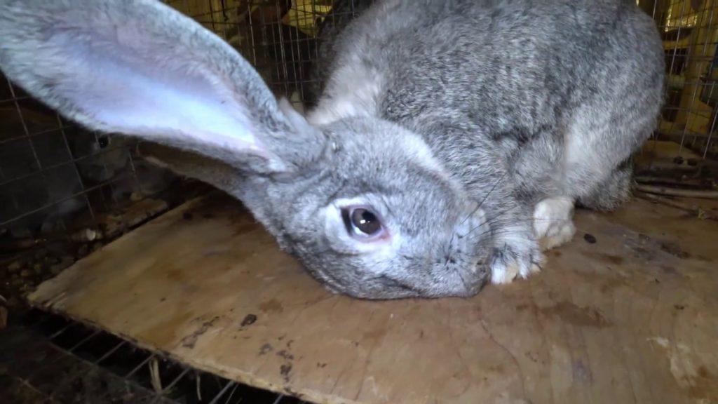 rabbit pasteurellosis