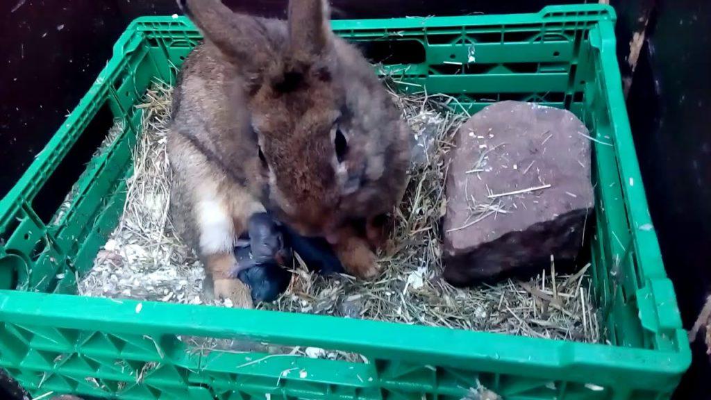 accouchement d'un lapin