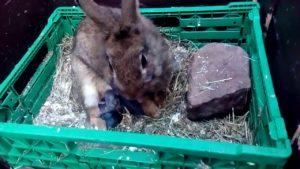 Features of the birth of a rabbit at home and possible problems