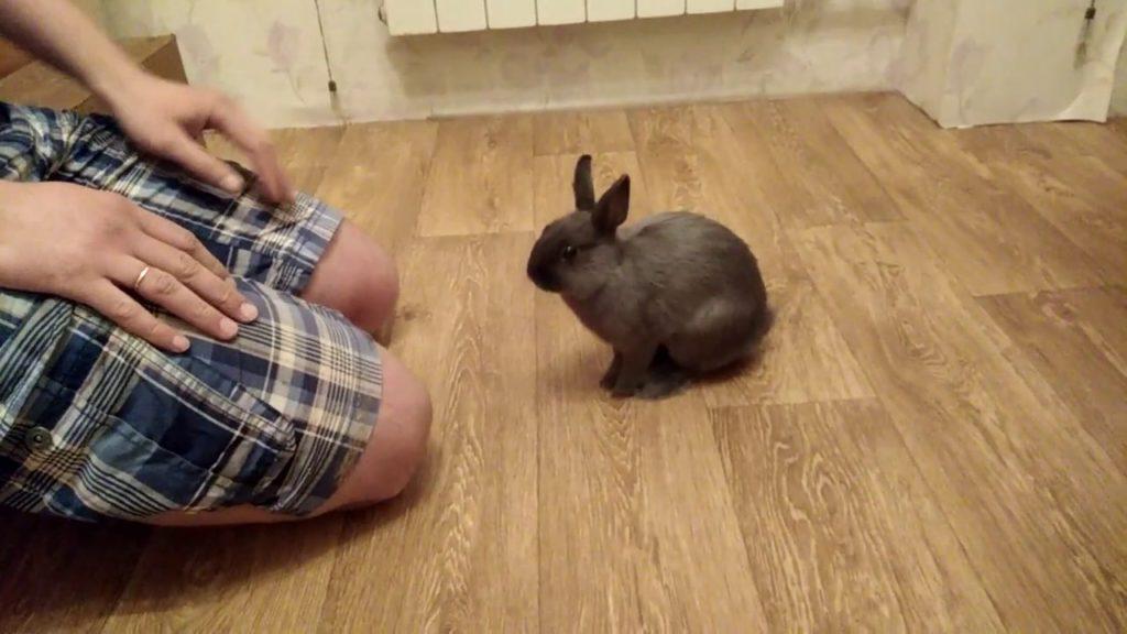 how to train a rabbit