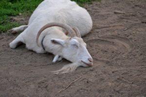 Causes and symptoms of ketosis in goats, diagnosis and treatment and prevention