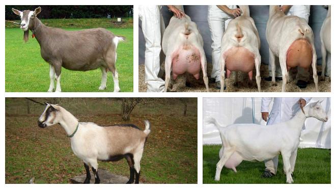 diferentes cabras