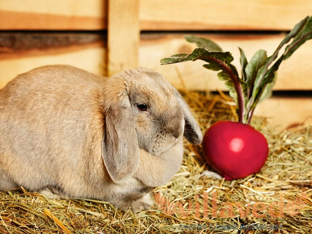 beetroot rabbit