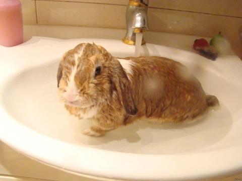 bathing rabbit