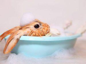 Is it possible to bathe a decorative rabbit at home