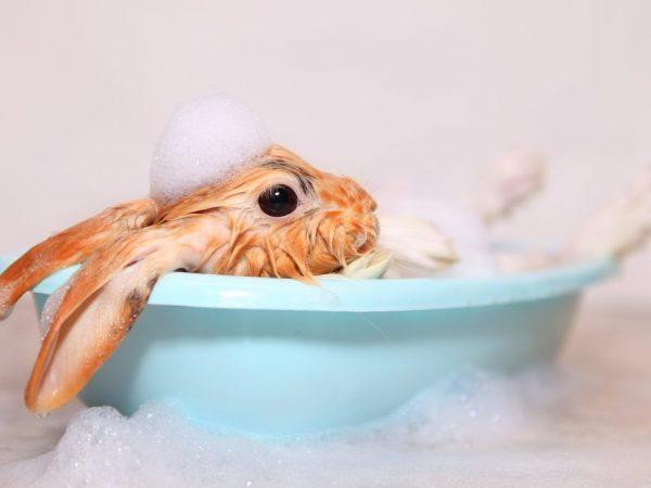 bathing rabbit