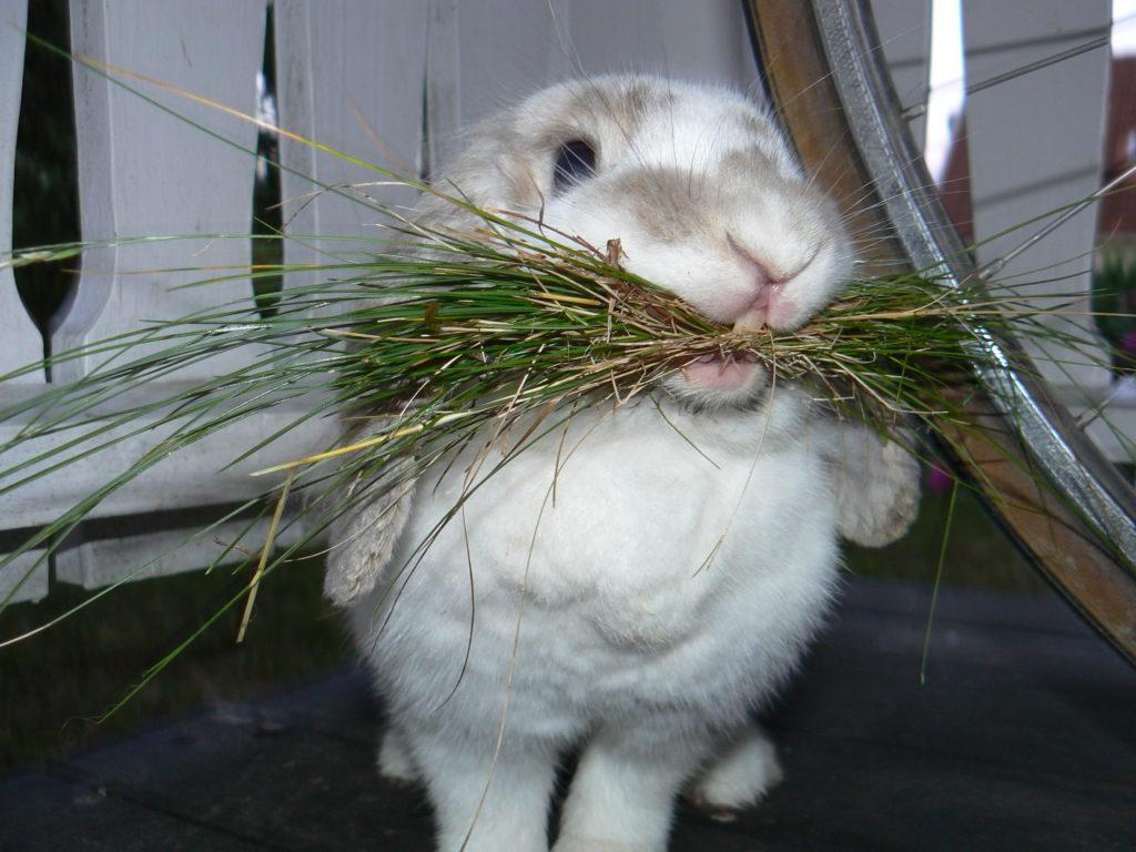 feeding rabbits