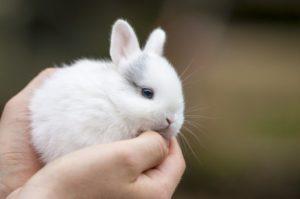 Rules for the care and maintenance of dwarf rabbits at home