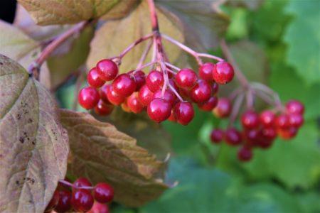 viburnum bunch