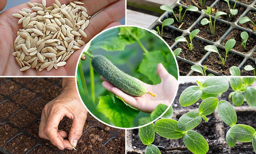 planting cucumbers