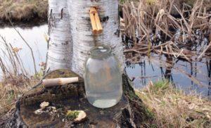 When and how to properly collect birch sap in 2020 and product storage