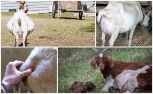 Reasons and what to do if the goat cannot give birth and prevention