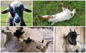 Description of the breed of goats that fall when frightened and the reasons for their fainting when frightened