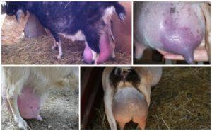 What to do with udder edema in a goat after childbirth and the causes of the condition, treatment