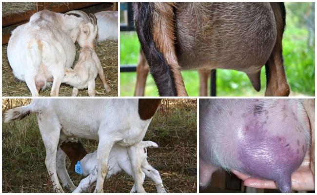 What to do with a small amount of milk in a goat after lambing and how to increase