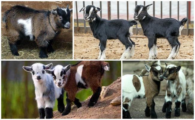 Dwarf goats