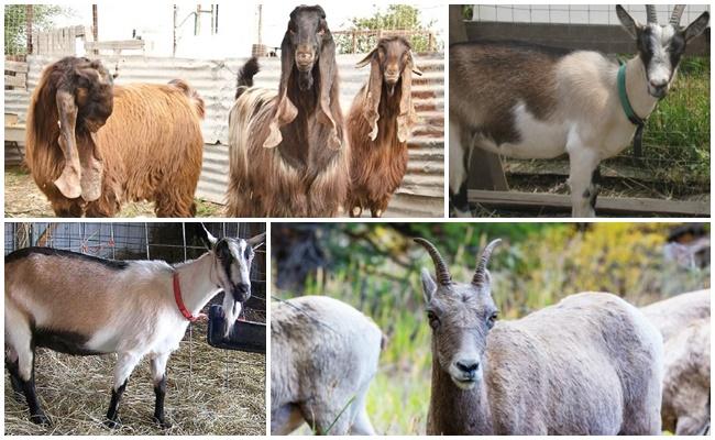 diferentes cabras