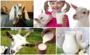 Fat content of goat and cow milk and how to determine at home