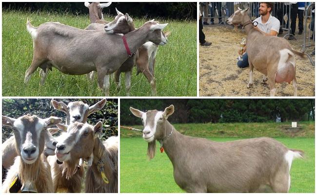 Toggenburg goat