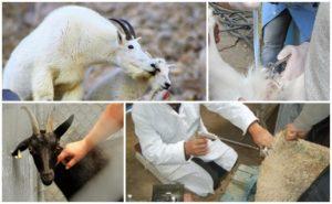 Pros and cons of artificial insemination of goats, timing and rules