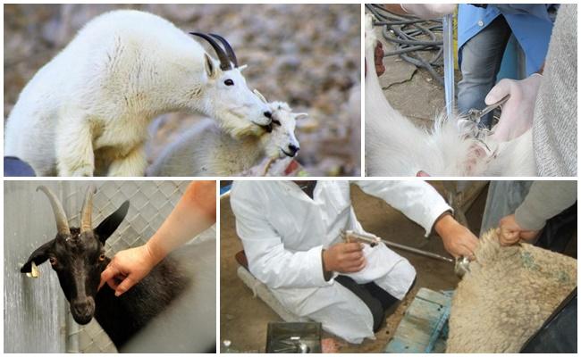 inseminación artificial de cabras