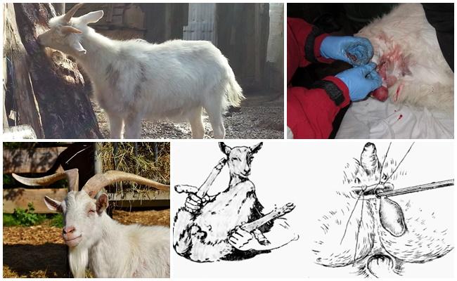 castration of goats