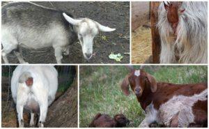 Punca pembuangan kambing setelah melahirkan anak dan kaedah rawatan, pencegahan