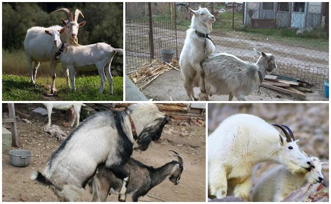 cabras de apareamiento