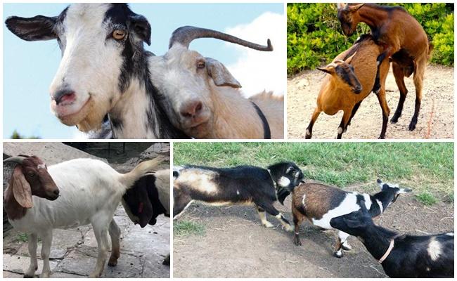 mating goats