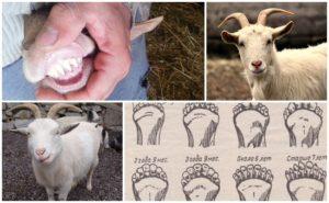 How to determine the age of a goat by teeth, horns and appearance and wrong methods