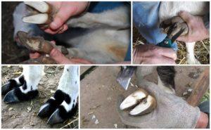 How to properly trim the hooves of a goat at home and tools