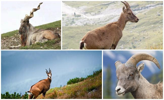 cabras salvajes