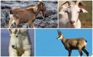 Description and behavior of wild goats, where they live and their way of life