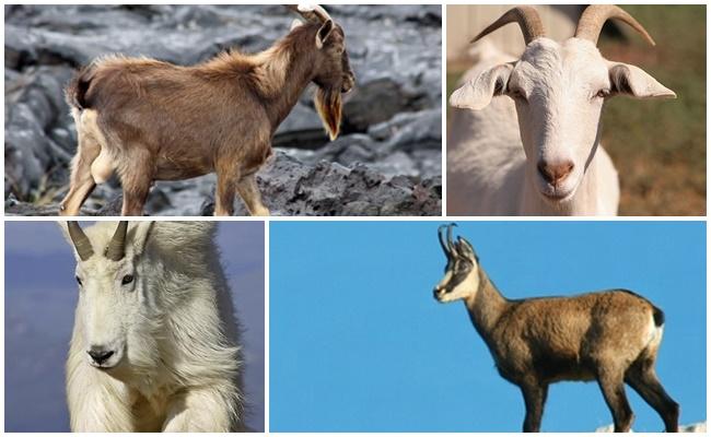 cabras salvajes