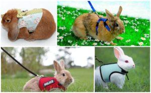 Mga uri ng mga harnesses para sa mga rabbits at kung paano ito gawin ang iyong sarili, kung paano maglakad