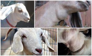 What it can be if a goat has a lump on the neck and how to detect and properly treat