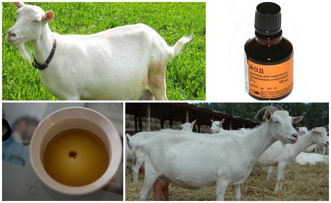 iodine and goat