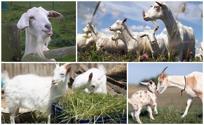 many goats