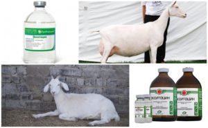 Instructions for use and dosage of Oxytocin, when to give a goat and analogues