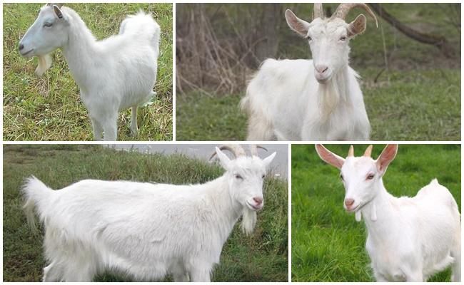 white goat