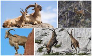 Varieties and names of mountain goats, what they look like and where they live