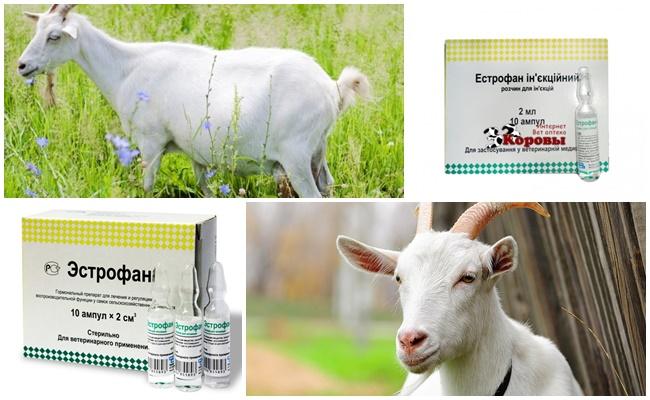 estrophan para cabras