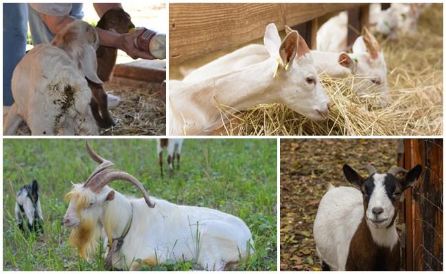 la chèvre a la diarrhée