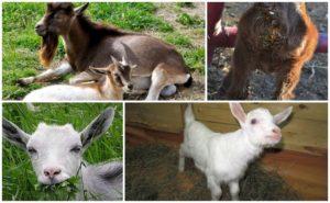 Possible causes of diarrhea in a goat, methods of treatment and methods of prevention