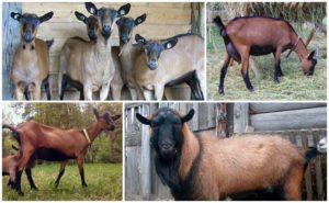 Descripción de la raza checa de cabras y las reglas de mantenimiento, cuánto cuestan los animales.