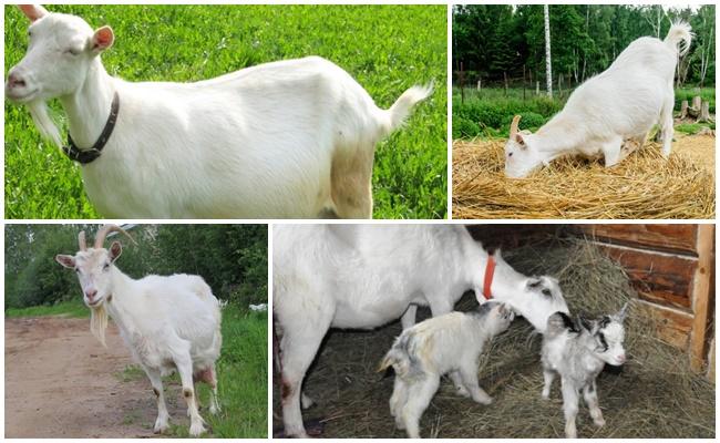 chèvres blanches