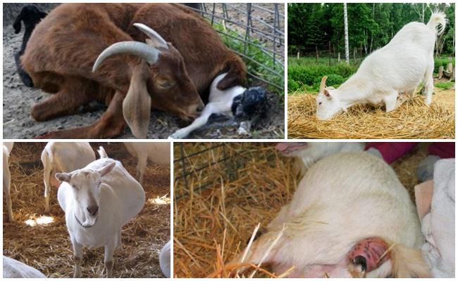 la chèvre ne quitte pas l'après-naissance