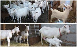 Description and characteristics of Saanen goats, care for them and how much they cost