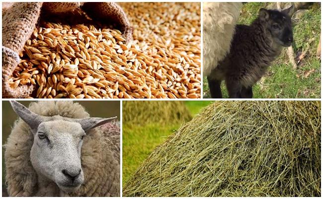 Lo que necesita para alimentar a una cabra para aumentar la producción de leche, métodos en el hogar.