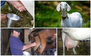 How to properly milk a goat and care features, expert advice